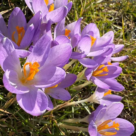 The Flower Nest Zvejniekciems